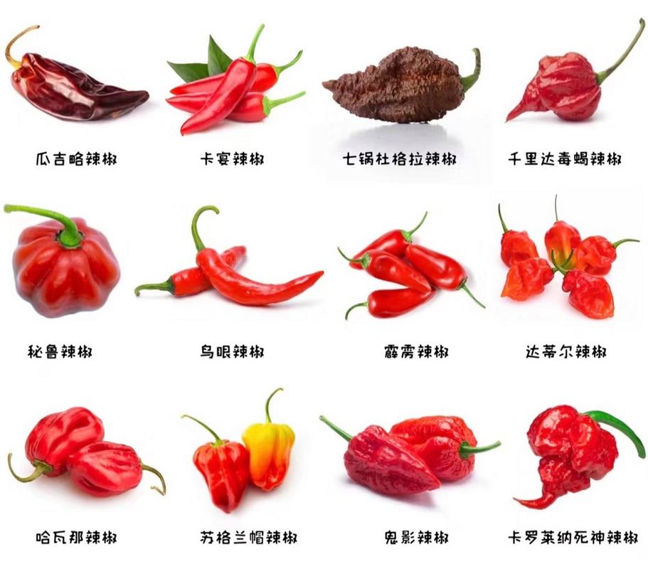 中国八大辣椒品种，中国八大辣椒品种图片-第3张图片-优品飞百科
