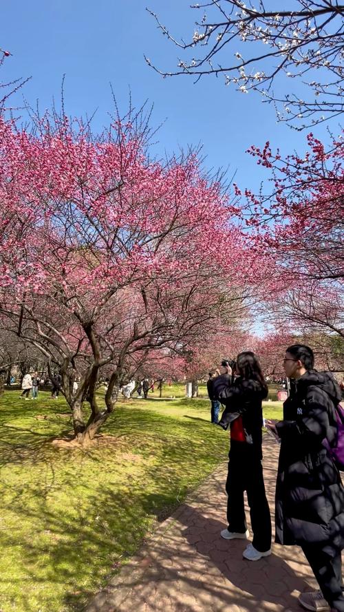 梅州适合养什么花，市花和市树是什么，梅州适合养什么花,市花和市树是什么花-第1张图片-优品飞百科