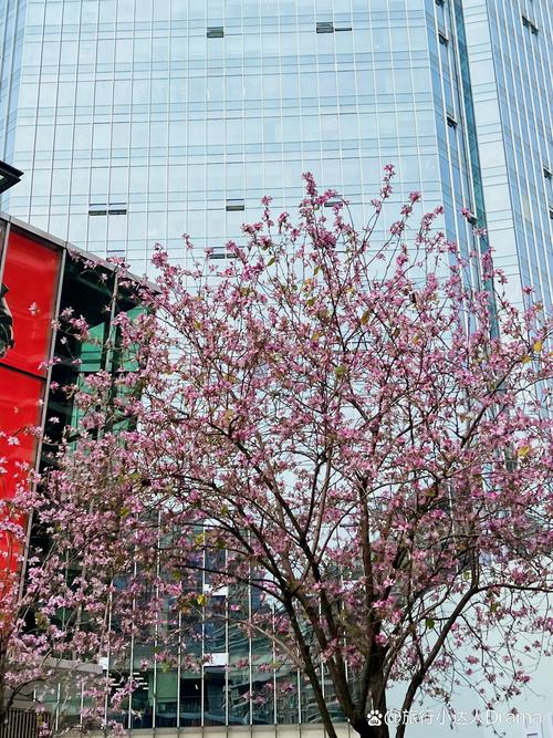 梅州适合养什么花，市花和市树是什么，梅州适合养什么花,市花和市树是什么花-第2张图片-优品飞百科