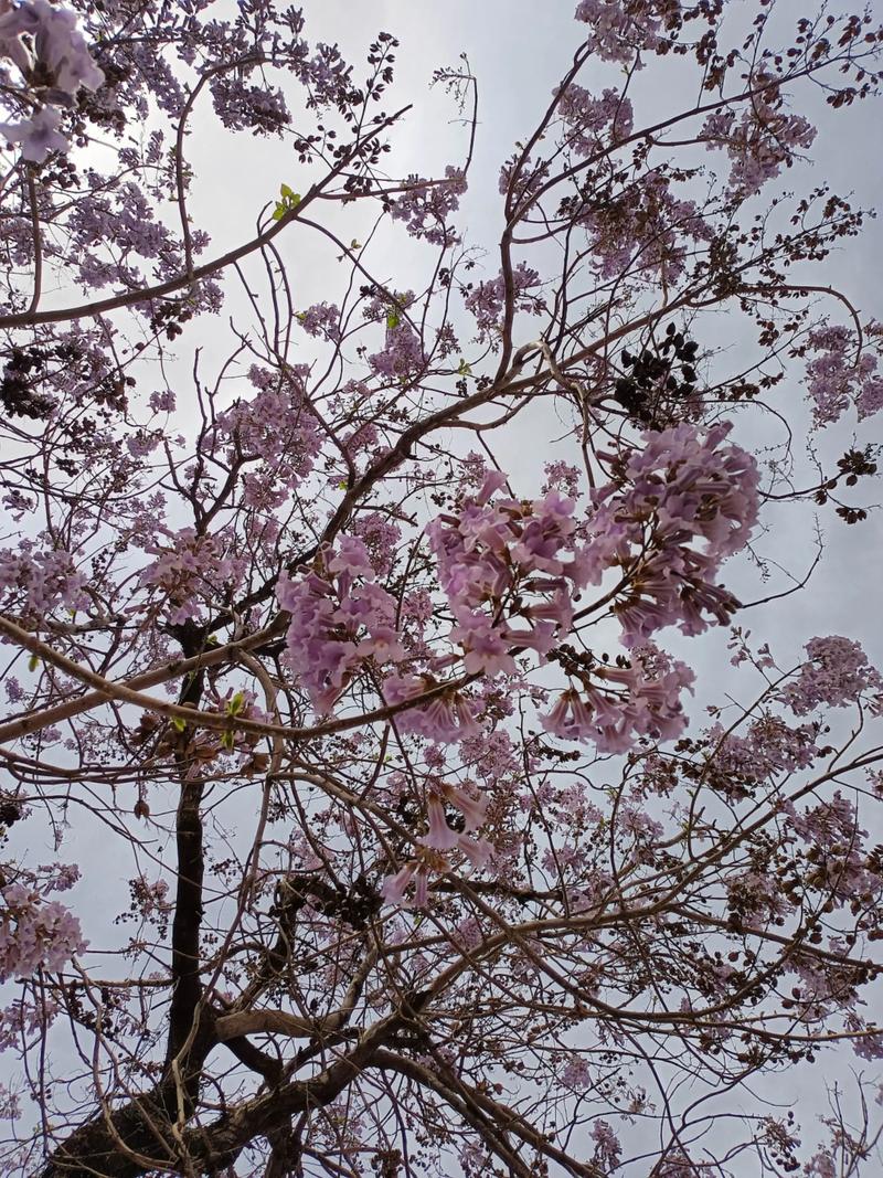 梅州适合养什么花，市花和市树是什么，梅州适合养什么花,市花和市树是什么花-第3张图片-优品飞百科