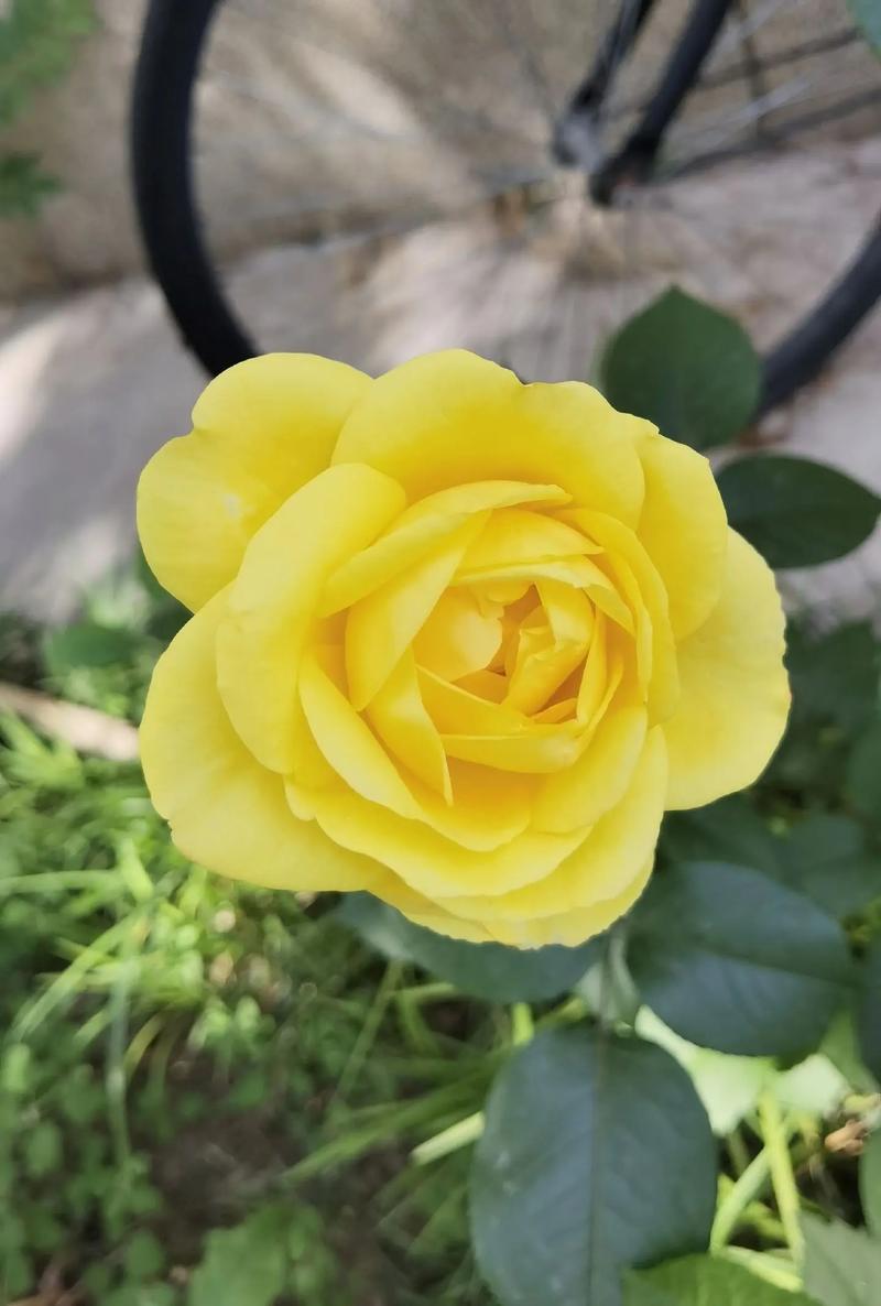 梅州适合养什么花，市花和市树是什么，梅州适合养什么花,市花和市树是什么花-第4张图片-优品飞百科