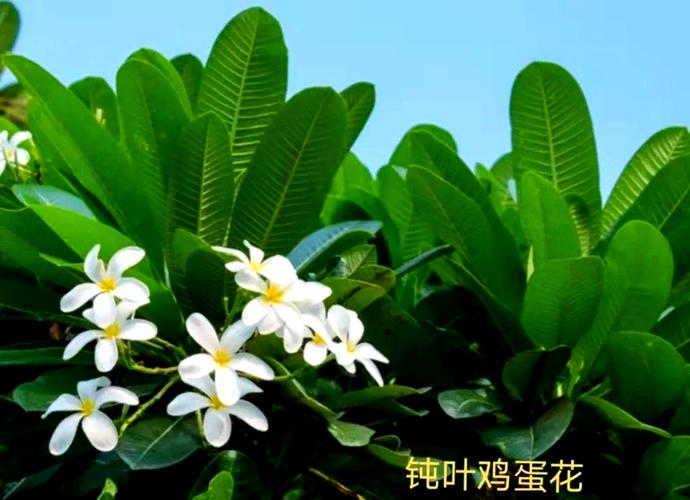 梅州适合养什么花，市花和市树是什么，梅州适合养什么花,市花和市树是什么花-第5张图片-优品飞百科