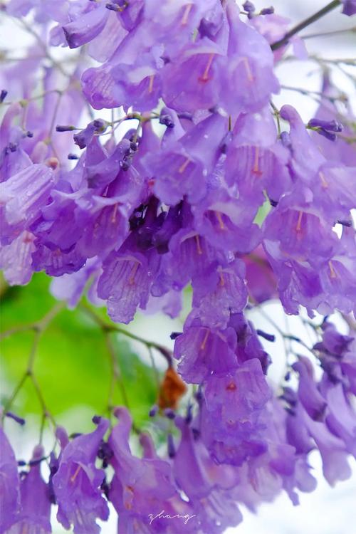 紫薇树费用，紫薇树图片，2021年紫薇树的费用大全-第1张图片-优品飞百科