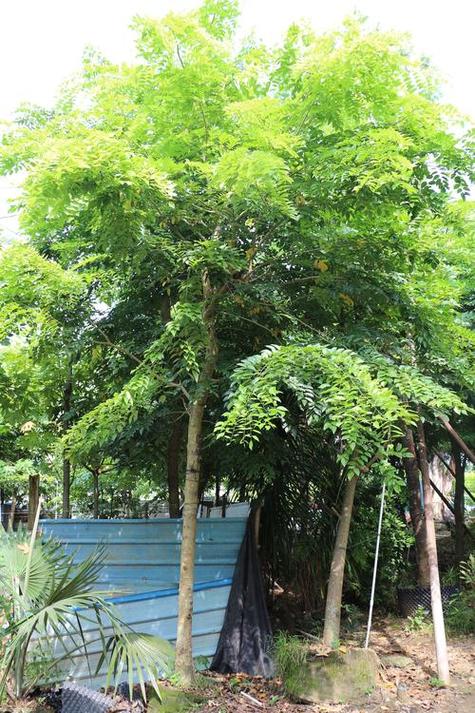 紫薇树费用，紫薇树图片，2021年紫薇树的费用大全-第2张图片-优品飞百科