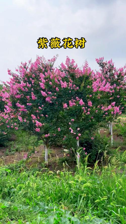 紫薇树费用，紫薇树图片，2021年紫薇树的费用大全-第4张图片-优品飞百科
