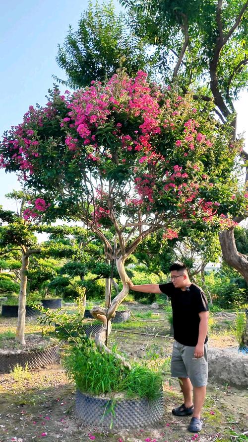 紫薇树费用，紫薇树图片，2021年紫薇树的费用大全-第5张图片-优品飞百科