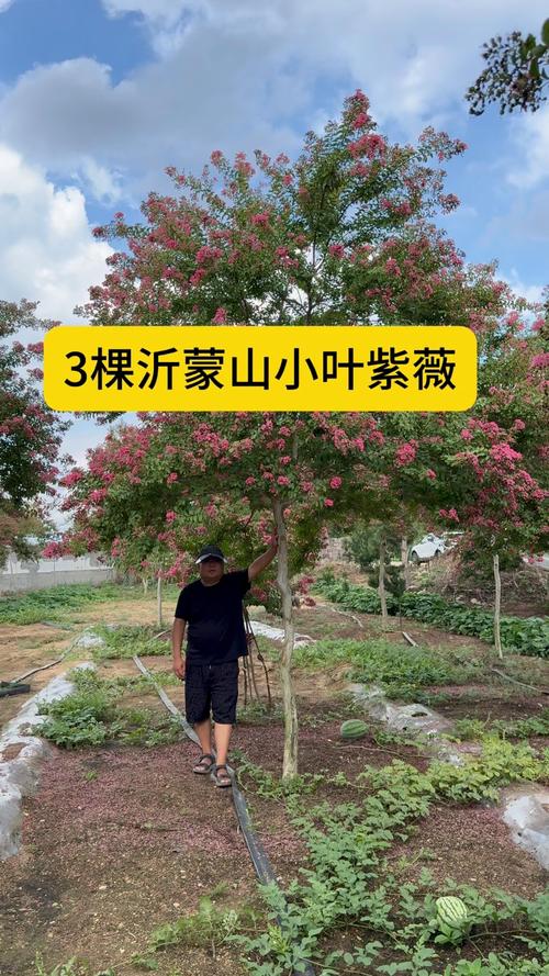 紫薇树费用，紫薇树图片，2021年紫薇树的费用大全-第6张图片-优品飞百科