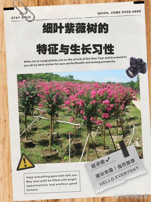 紫薇树费用，紫薇树图片，2021年紫薇树的费用大全-第7张图片-优品飞百科