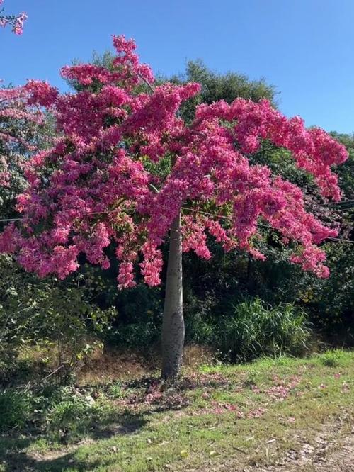 福州适合养什么花，市花和市树是什么，福州常见花卉-第1张图片-优品飞百科