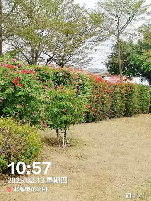 福州适合养什么花，市花和市树是什么，福州常见花卉-第2张图片-优品飞百科