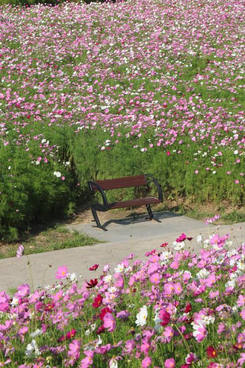 福州适合养什么花，市花和市树是什么，福州常见花卉-第4张图片-优品飞百科