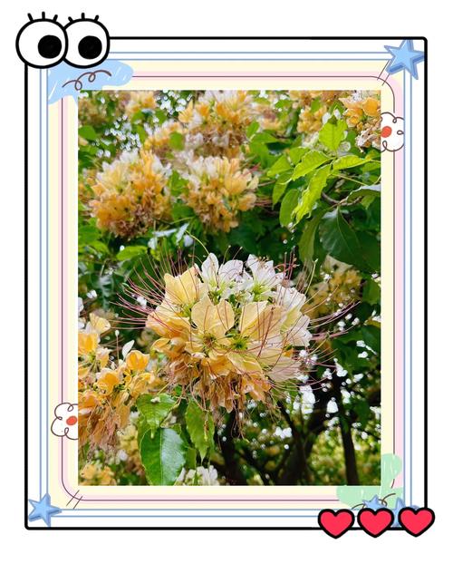 福州适合养什么花，市花和市树是什么，福州常见花卉-第5张图片-优品飞百科