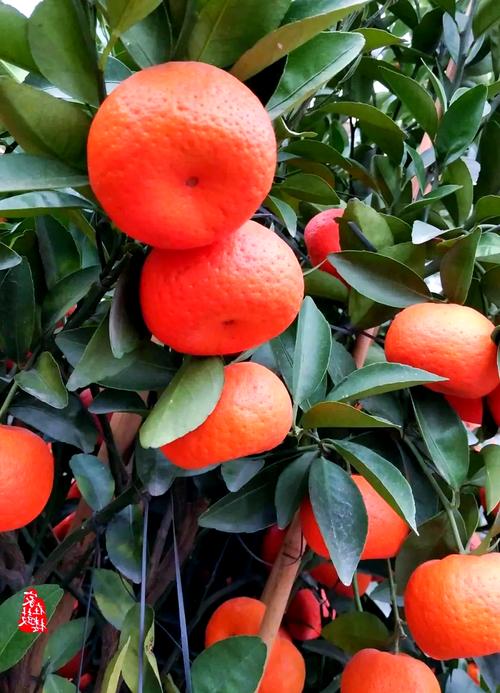 福州适合养什么花，市花和市树是什么，福州常见花卉-第7张图片-优品飞百科