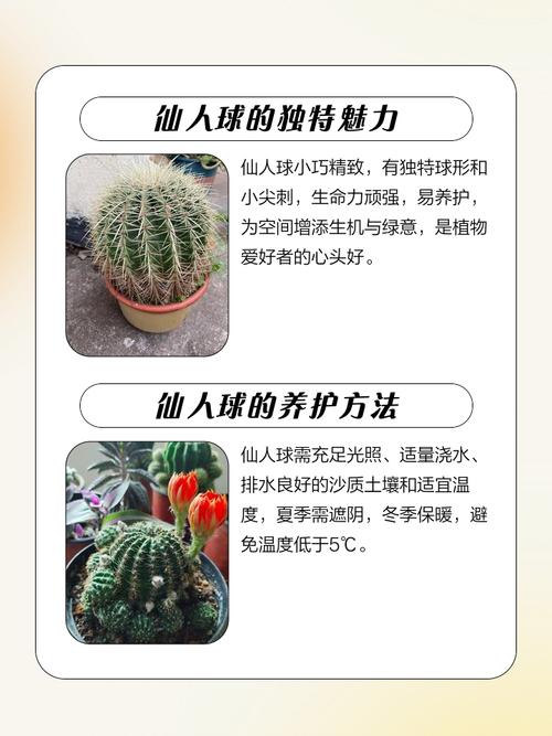 仙人球的作用，仙人球的作用与功效