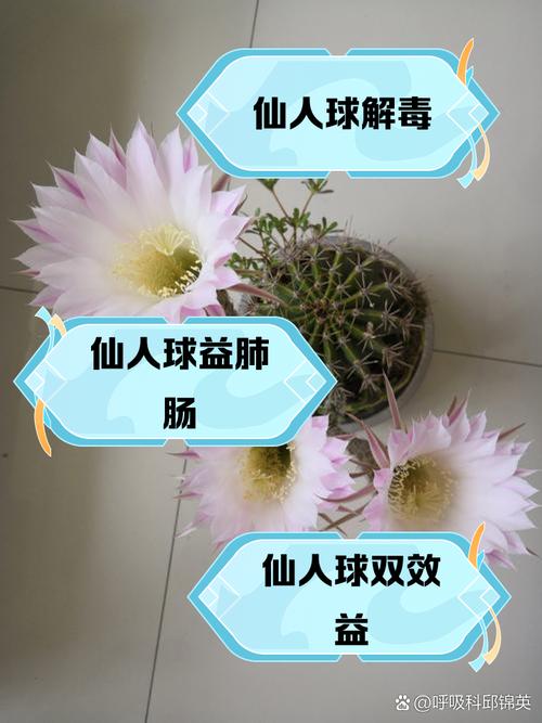 仙人球的作用，仙人球的作用与功效-第2张图片-优品飞百科