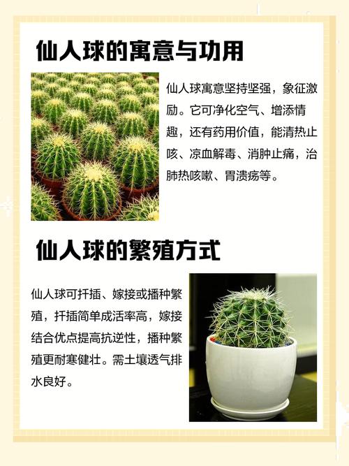 仙人球的作用，仙人球的作用与功效-第3张图片-优品飞百科