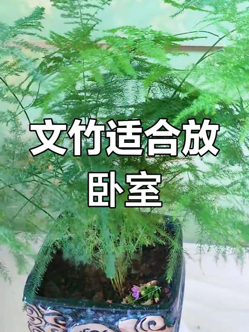 卧室可以放文竹吗，卧室里能养文竹吗？