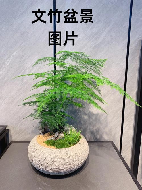 卧室可以放文竹吗，卧室里能养文竹吗？-第4张图片-优品飞百科