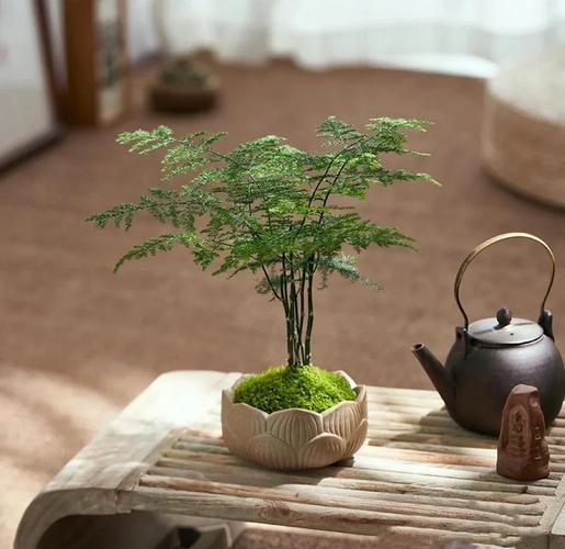 卧室可以放文竹吗，卧室里能养文竹吗？-第6张图片-优品飞百科