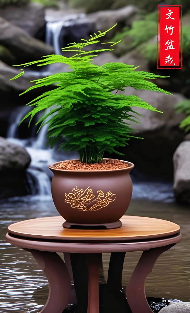 卧室可以放文竹吗，卧室里能养文竹吗？-第7张图片-优品飞百科