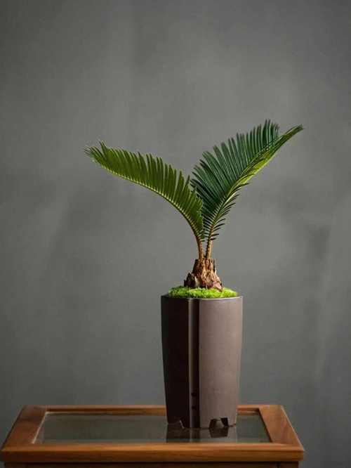 挡煞的植物是什么？门口最旺财挡煞的绿植？-第1张图片-优品飞百科