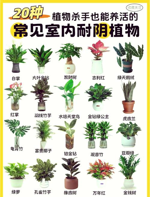 挡煞的植物是什么？门口最旺财挡煞的绿植？-第4张图片-优品飞百科