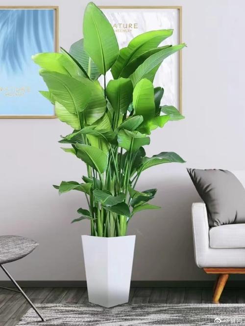 挡煞的植物是什么？门口最旺财挡煞的绿植？-第5张图片-优品飞百科