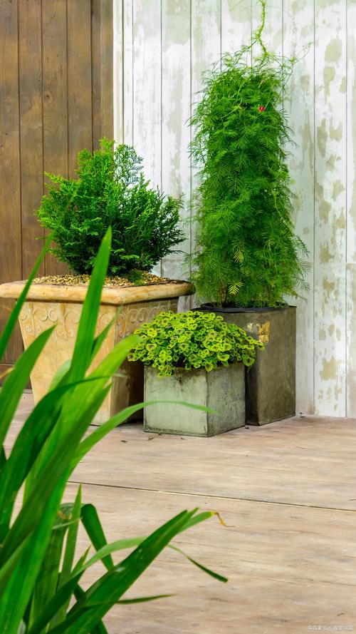 挡煞的植物是什么？门口最旺财挡煞的绿植？-第6张图片-优品飞百科