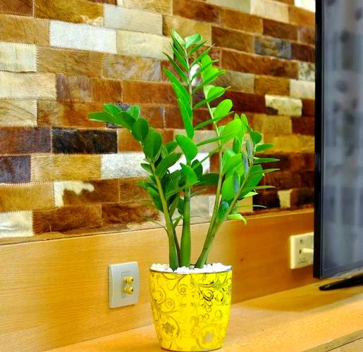 挡煞的植物是什么？门口最旺财挡煞的绿植？-第7张图片-优品飞百科