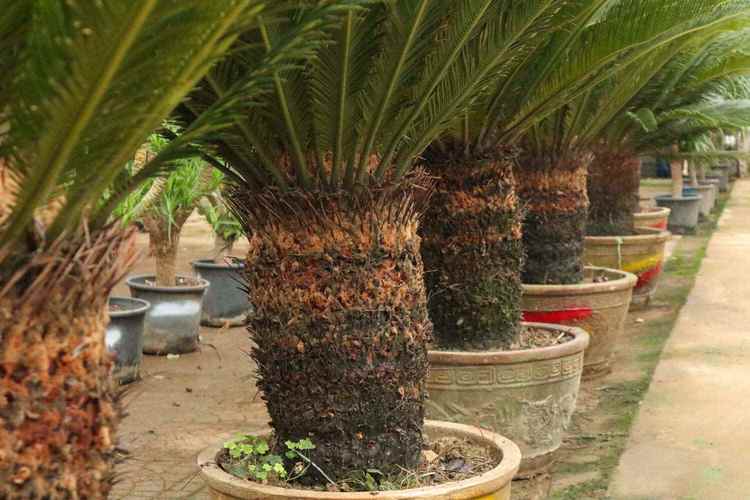 挡煞的植物是什么？门口最旺财挡煞的绿植？-第8张图片-优品飞百科