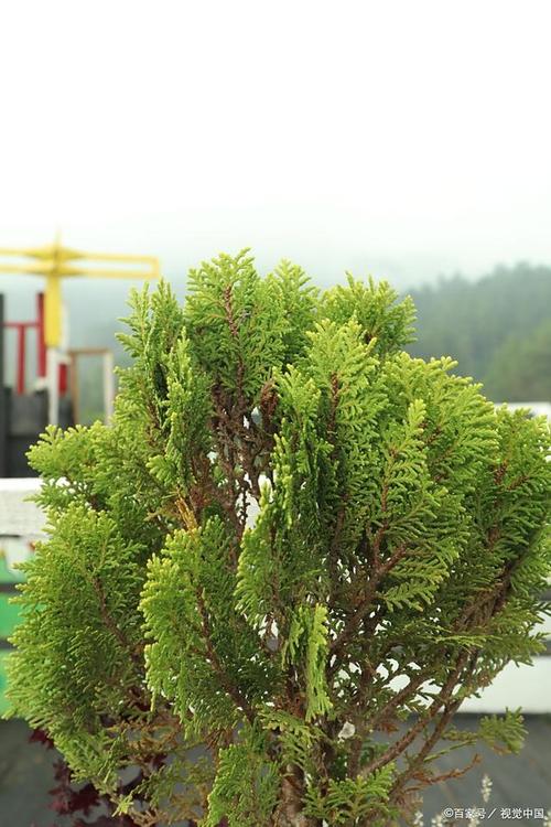 哪些植物有特异功能,哪些有特异功能的植物它有什么特异功能?-第2张图片-优品飞百科 哪些植物有特异功能,哪些有特异功能的植物它有什么特异功能?-第2张图片-优品飞百科