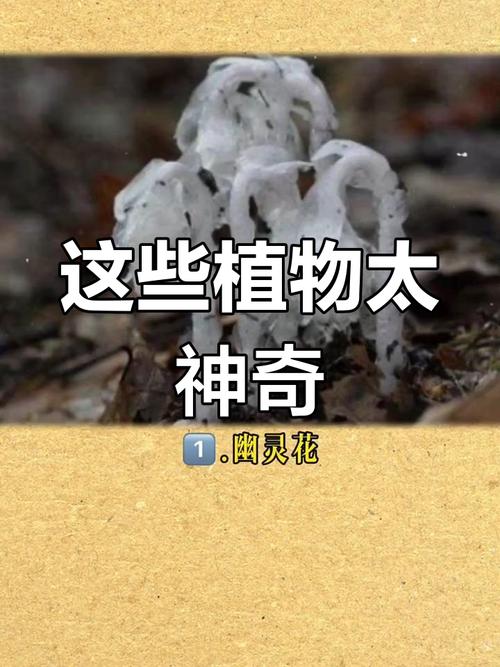 哪些植物有特异功能,哪些有特异功能的植物它有什么特异功能?-第3张图片-优品飞百科 哪些植物有特异功能,哪些有特异功能的植物它有什么特异功能?-第3张图片-优品飞百科