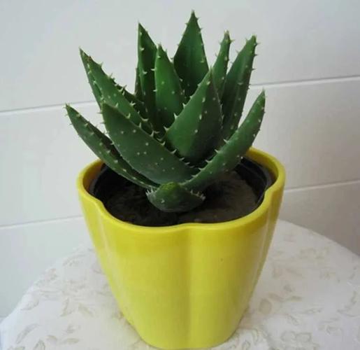 天人菊有毒吗，天人菊药用-第1张图片-优品飞百科