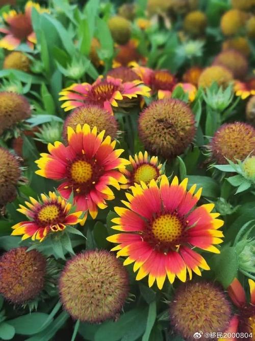 天人菊有毒吗，天人菊药用-第2张图片-优品飞百科