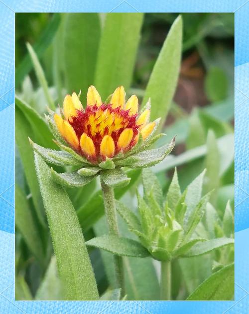 天人菊有毒吗，天人菊药用-第3张图片-优品飞百科