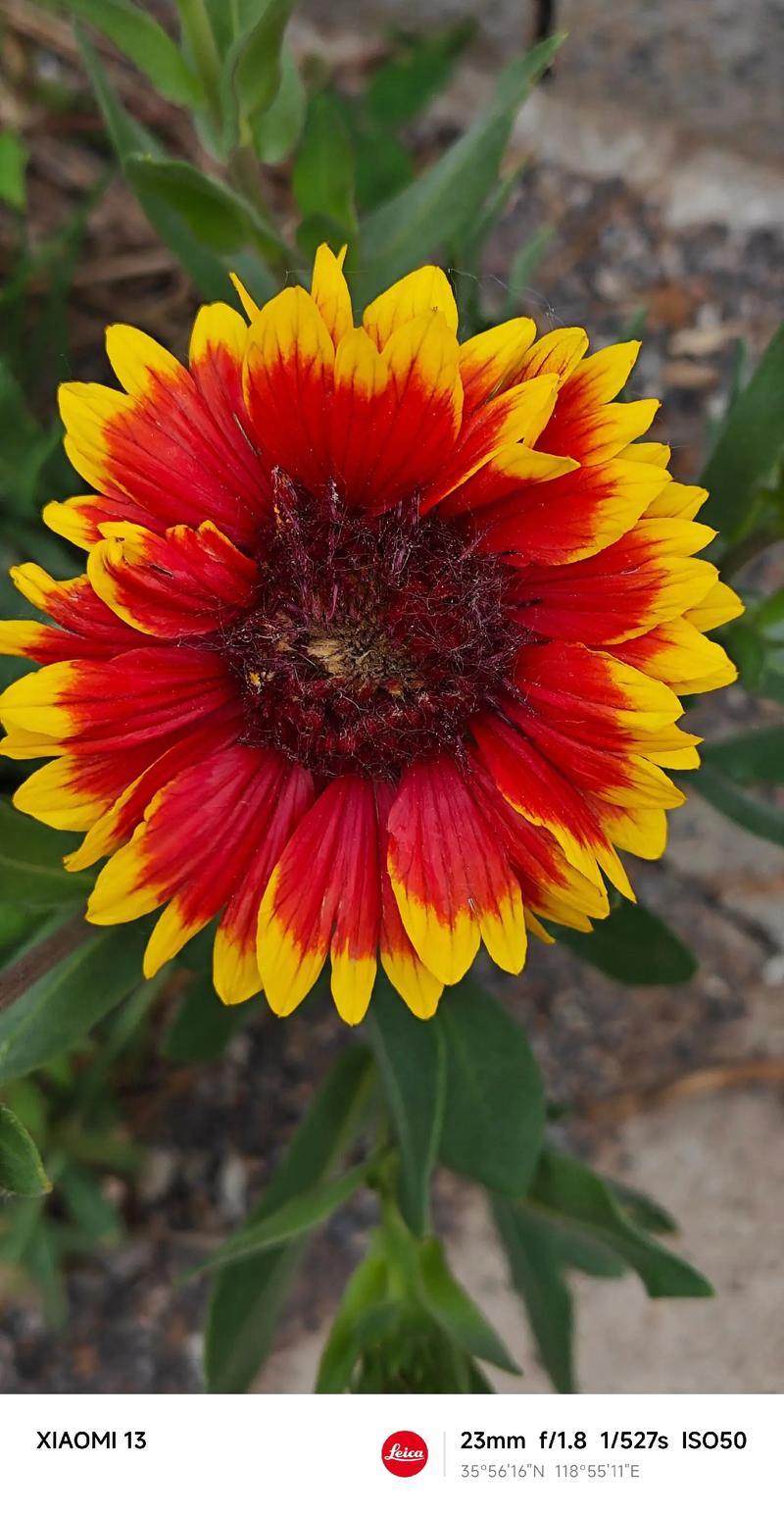 天人菊有毒吗，天人菊药用-第4张图片-优品飞百科