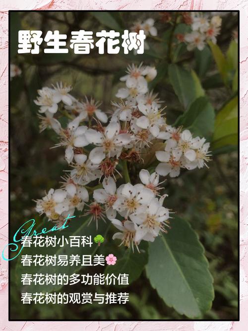 兴安盟适合养什么花，市花和市树是什么？兴安盟什么地方？-第1张图片-优品飞百科