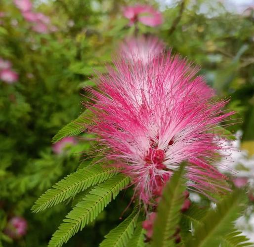 兴安盟适合养什么花，市花和市树是什么？兴安盟什么地方？-第3张图片-优品飞百科