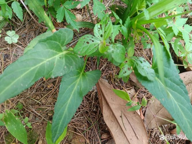 这些“毒草”酷似野菜,不小心吃下去,差点要了他的命!的简单介绍-第3张图片-优品飞百科 这些“毒草”酷似野菜,不小心吃下去,差点要了他的命!的简单介绍-第3张图片-优品飞百科