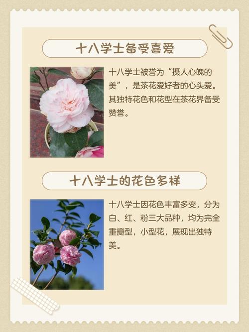 十八学士茶花有几个品种，十八学士茶花原产地是哪儿？-第1张图片-优品飞百科