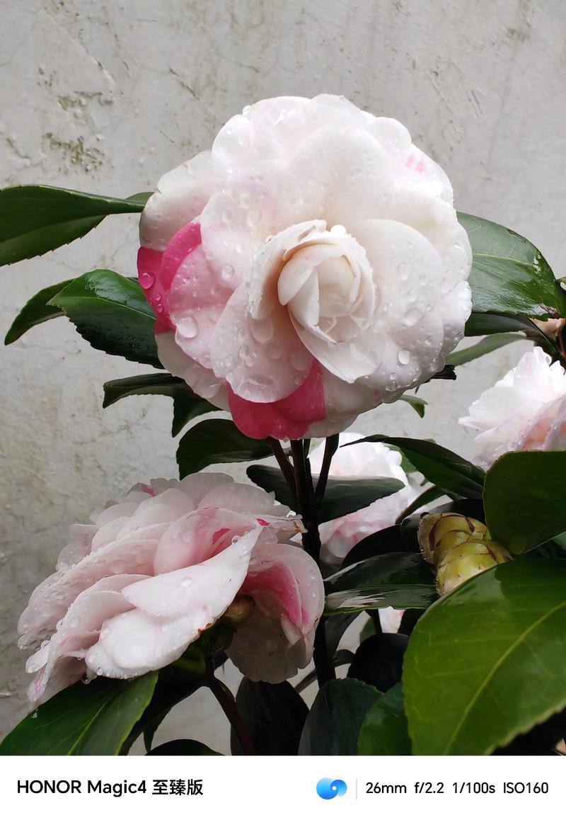 十八学士茶花有几个品种，十八学士茶花原产地是哪儿？-第2张图片-优品飞百科