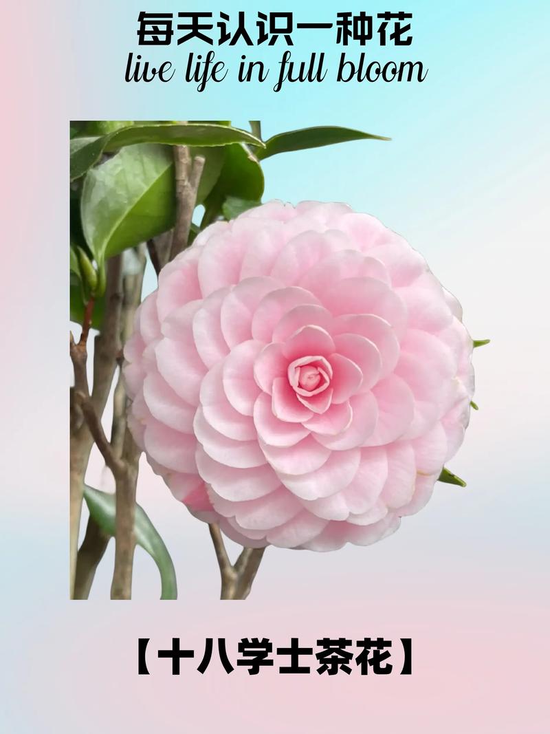 十八学士茶花有几个品种，十八学士茶花原产地是哪儿？-第3张图片-优品飞百科