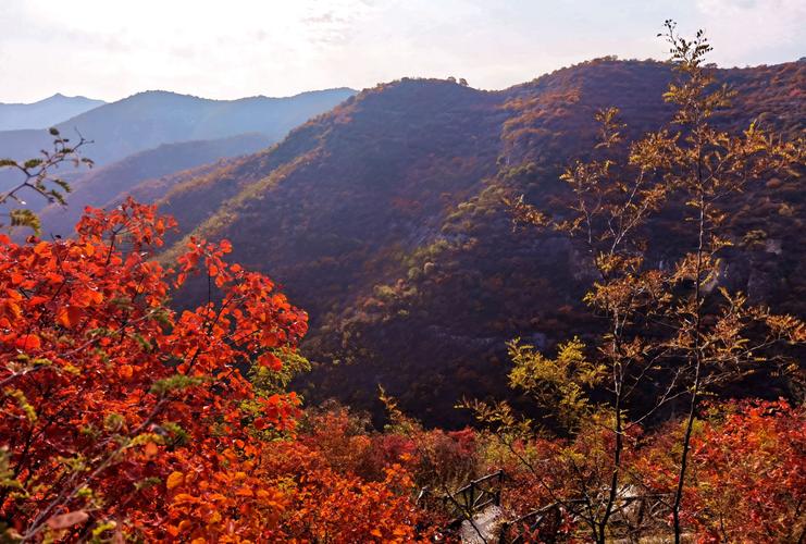 涉县庄子岭看红叶时间，涉县庄子岭风景区电话-第1张图片-优品飞百科