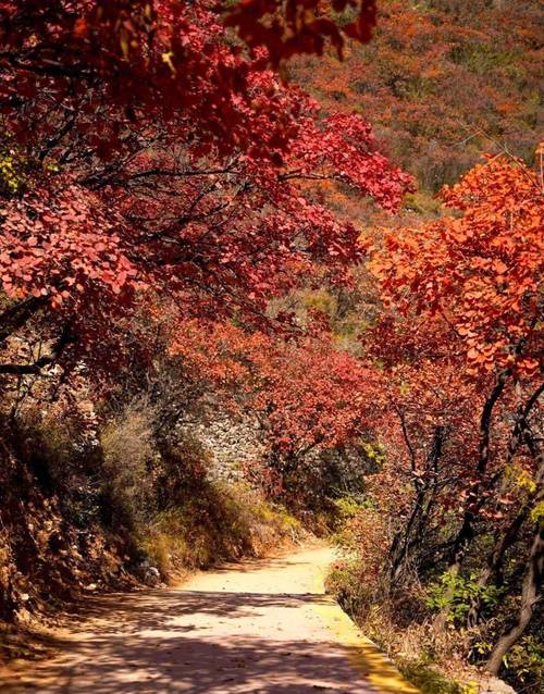 涉县庄子岭看红叶时间，涉县庄子岭风景区电话-第4张图片-优品飞百科