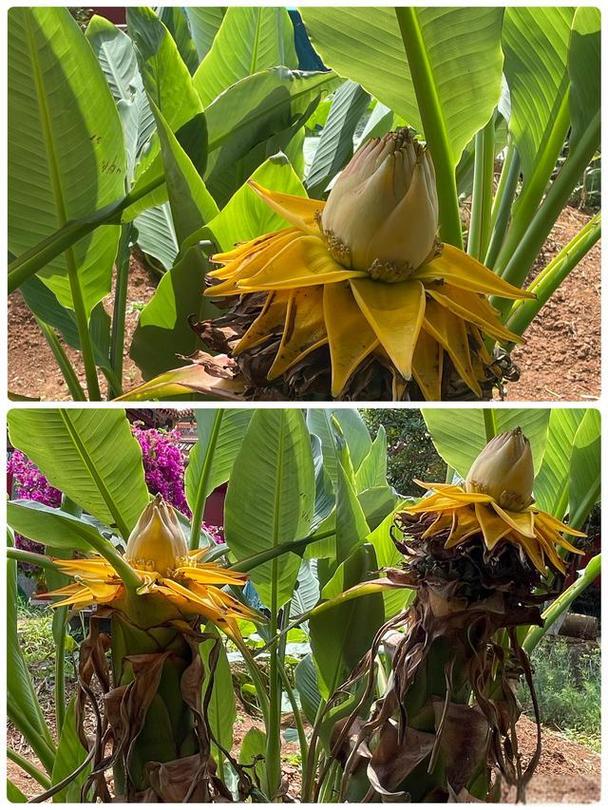 地涌金莲的作用,地涌金莲中药-第2张图片-优品飞百科 地涌金莲的作用,地涌金莲中药-第2张图片-优品飞百科