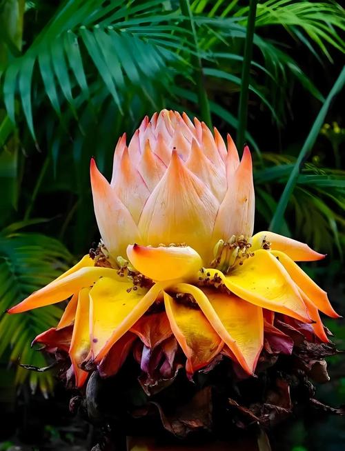 地涌金莲的作用,地涌金莲中药-第3张图片-优品飞百科 地涌金莲的作用,地涌金莲中药-第3张图片-优品飞百科