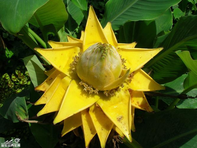 地涌金莲的作用,地涌金莲中药-第7张图片-优品飞百科 地涌金莲的作用,地涌金莲中药-第7张图片-优品飞百科