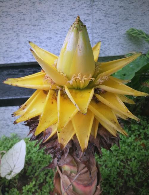 地涌金莲的作用,地涌金莲中药-第8张图片-优品飞百科 地涌金莲的作用,地涌金莲中药-第8张图片-优品飞百科