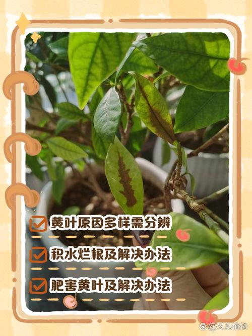 腰缠万贯花有毒吗，腰缠万贯花的管理方法？-第4张图片-优品飞百科