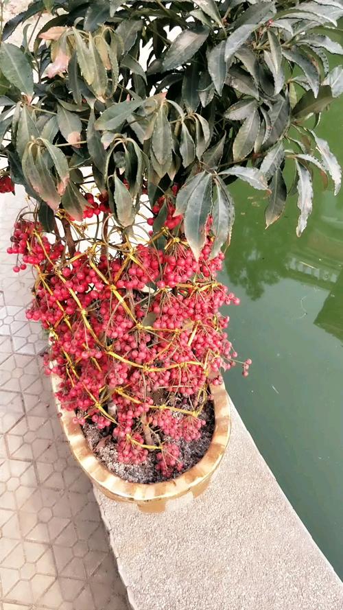 腰缠万贯花有毒吗，腰缠万贯花的管理方法？-第6张图片-优品飞百科